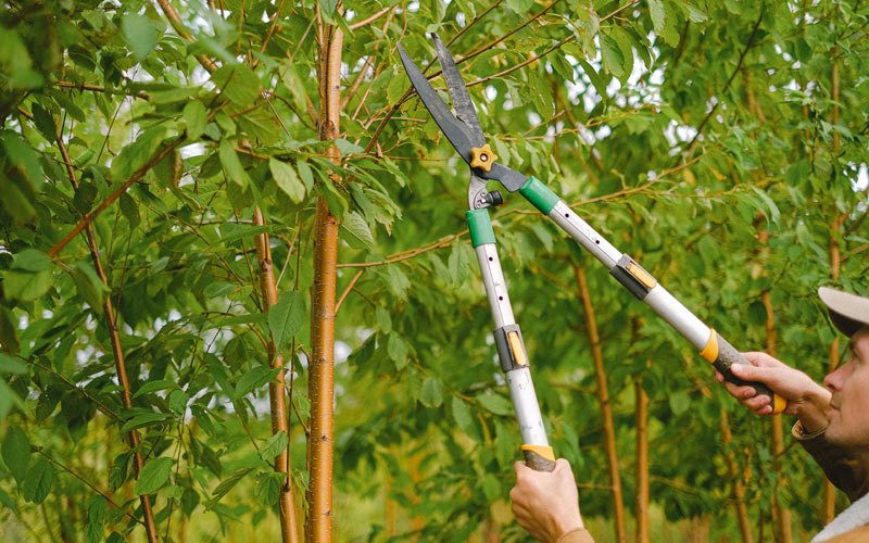 Tree trimming in Tafton, PA
