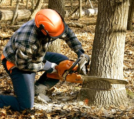 Tree Removal in Tafton, PA